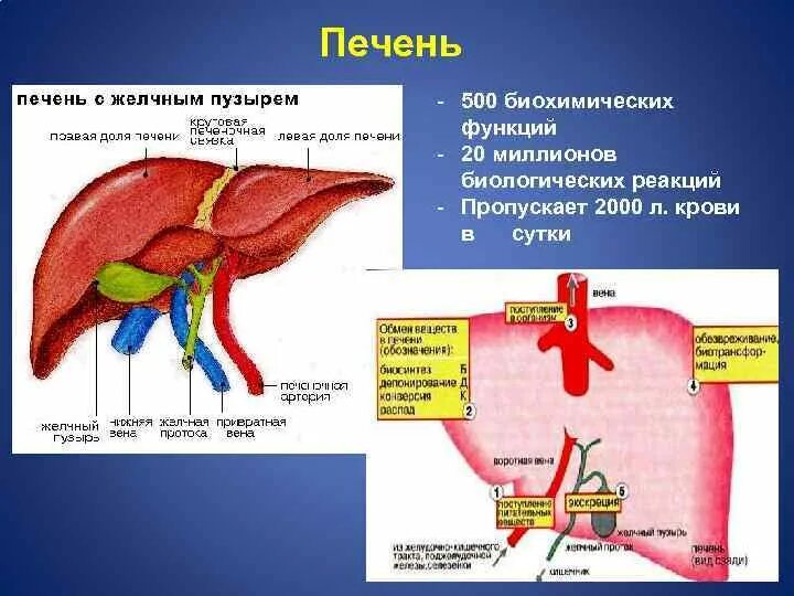 Функции печени 8. Функции печени. Основные функции печени. Патофизиология печени.