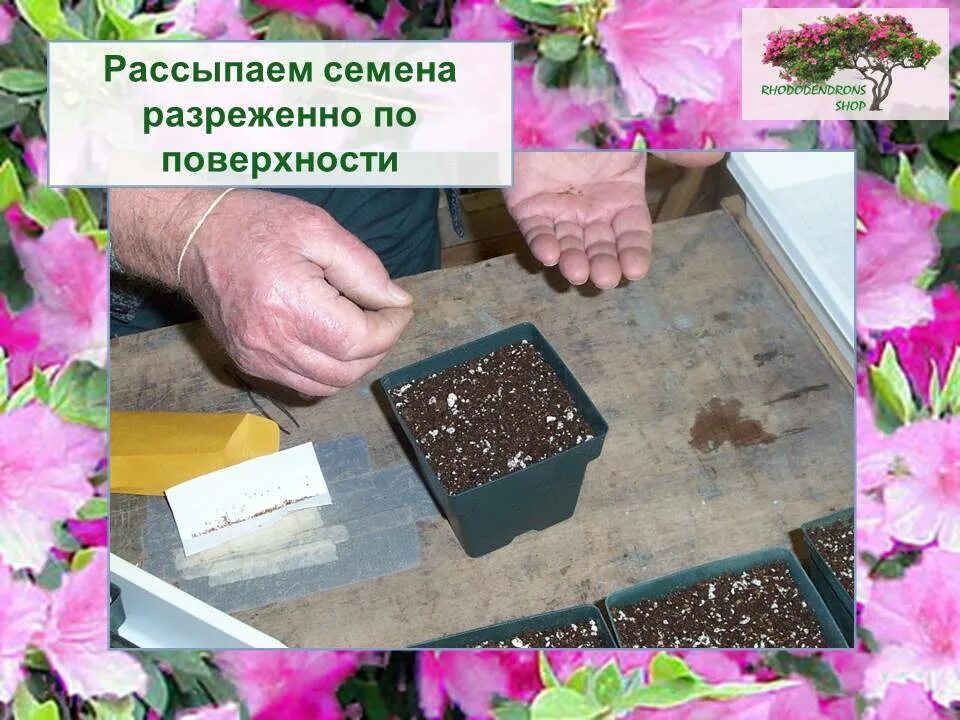 Рододендрон размножение черенками. Рододендрон семенами. Рододендрон прорастить семена. Рододендрон размножение.