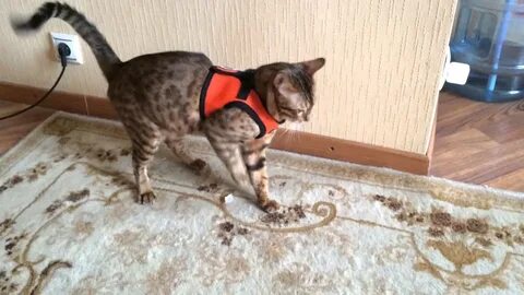 Нужен ли кот в доме