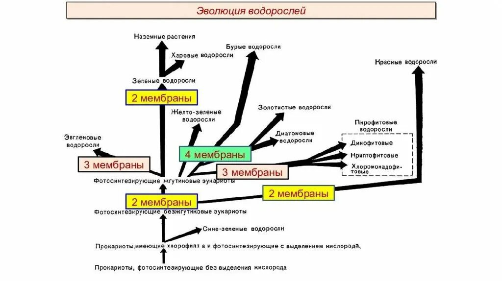 Последовательность появления структур растений в ходе эволюции. Схема происхождения водорослей. эволюция водорослей схема. филогения водорослей. этап эволюции водорослей.