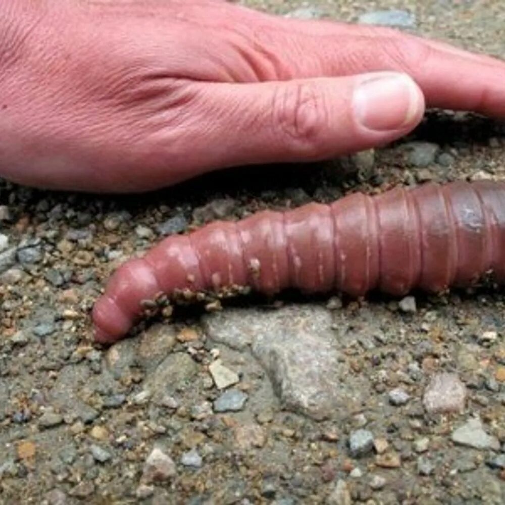 Самой большой червь. Австралийский гигантский Земляной червь. Megascolides Australis вид червей. Гигантский кольчатый червь австралийский.