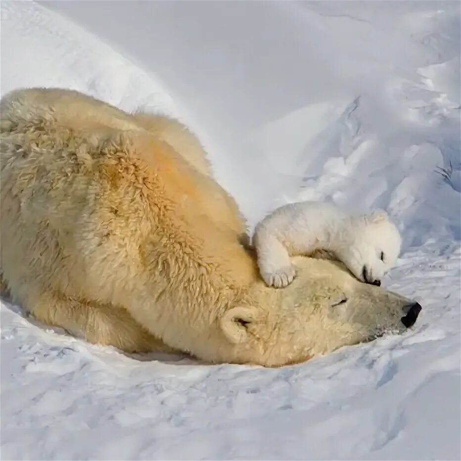 спящий медведь. медведь в спячке. белые медведи зимняя спячка. белые медведи зимняя спячка. белый медведь берлога белой медведицы.