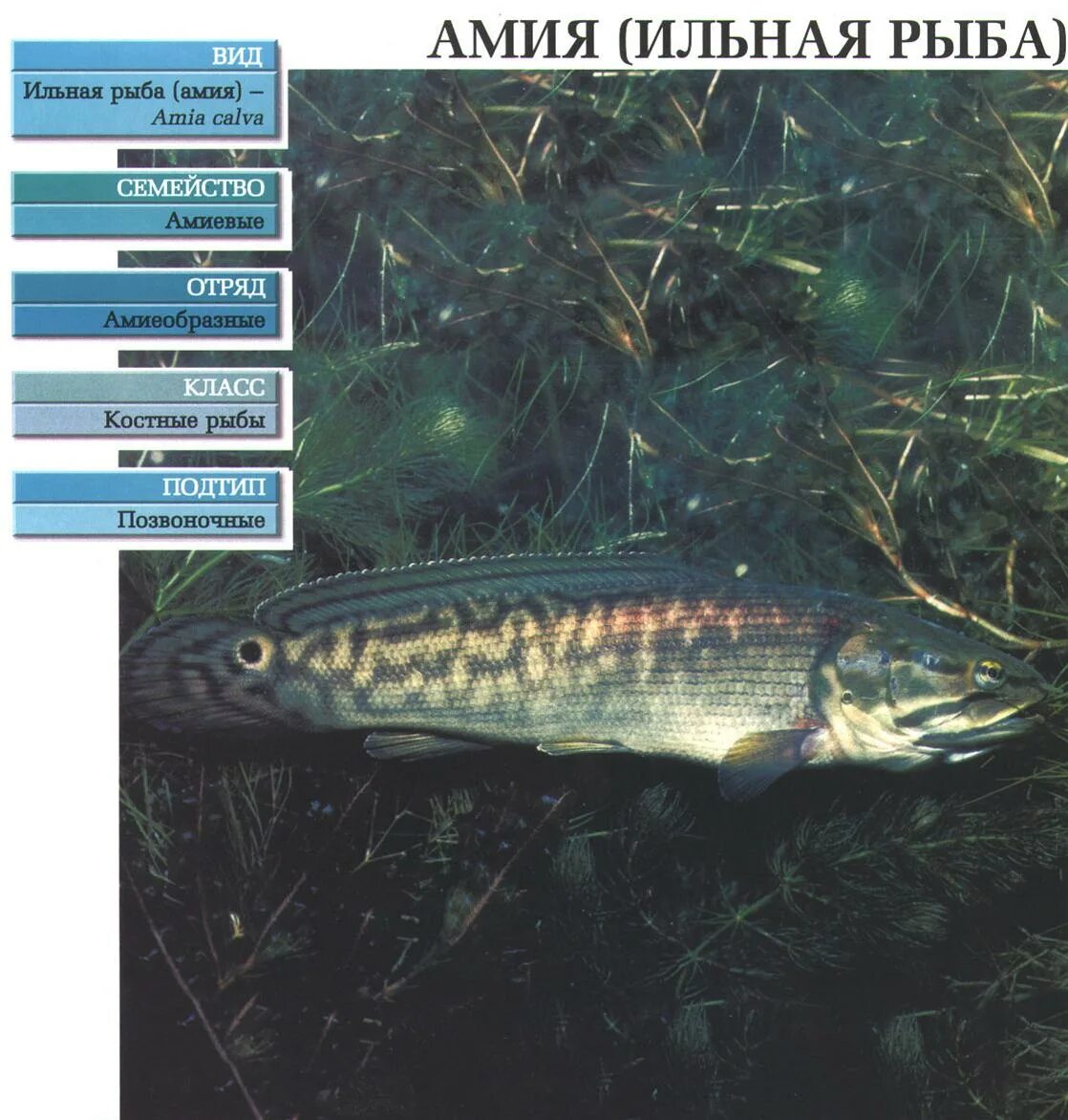 Песня амия амия. Седарчи песня на чеченском. Амия. Рыба амия фото описание. Песня амия амия.