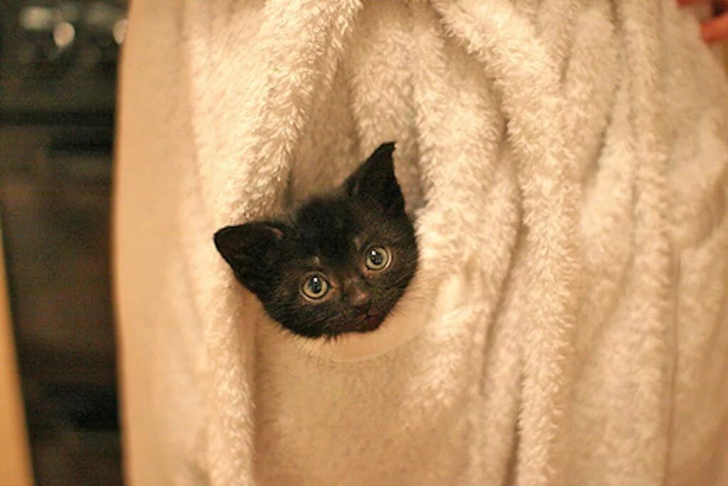 Кот в полотенце. Котенок в полотенце. Черный котенок в полотенце. Котенок в кармашке. Котенок за пазухой.