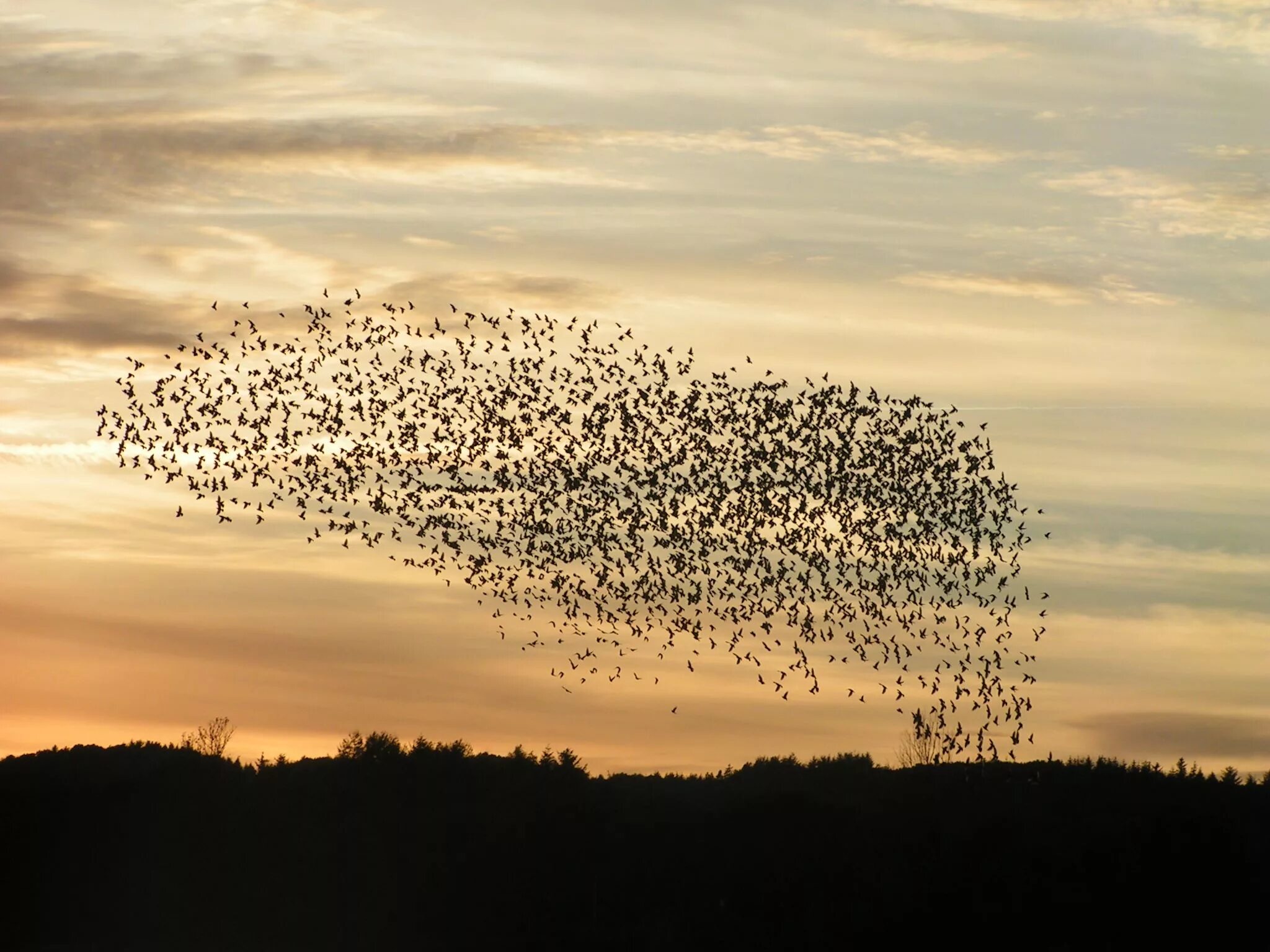 Долина Джатинга, Ассам, Индия. Стая птиц. Дождь из птиц. Тысяча птиц.