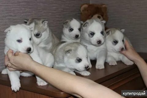 Собаки ангарск