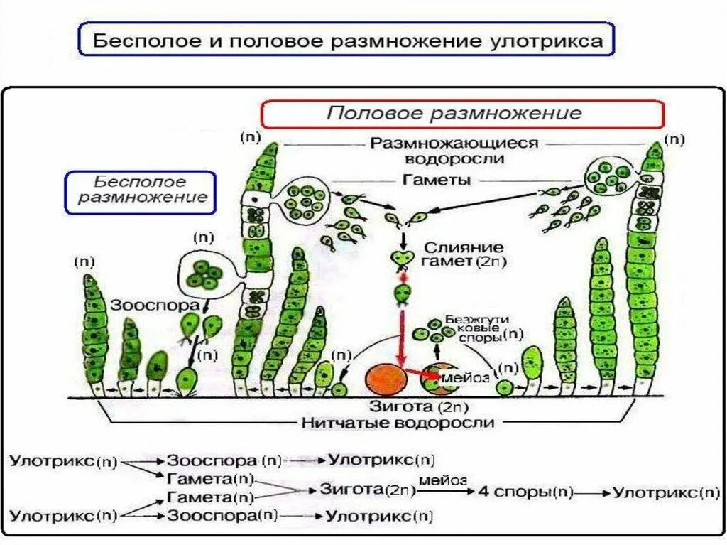 Какие водоросли размножаются. Размножение водоросли улотрикса. Схема полового размножения улотрикса. Бесполое размножение улотрикса рисунок. Размножение водорослей улотрикса схема.