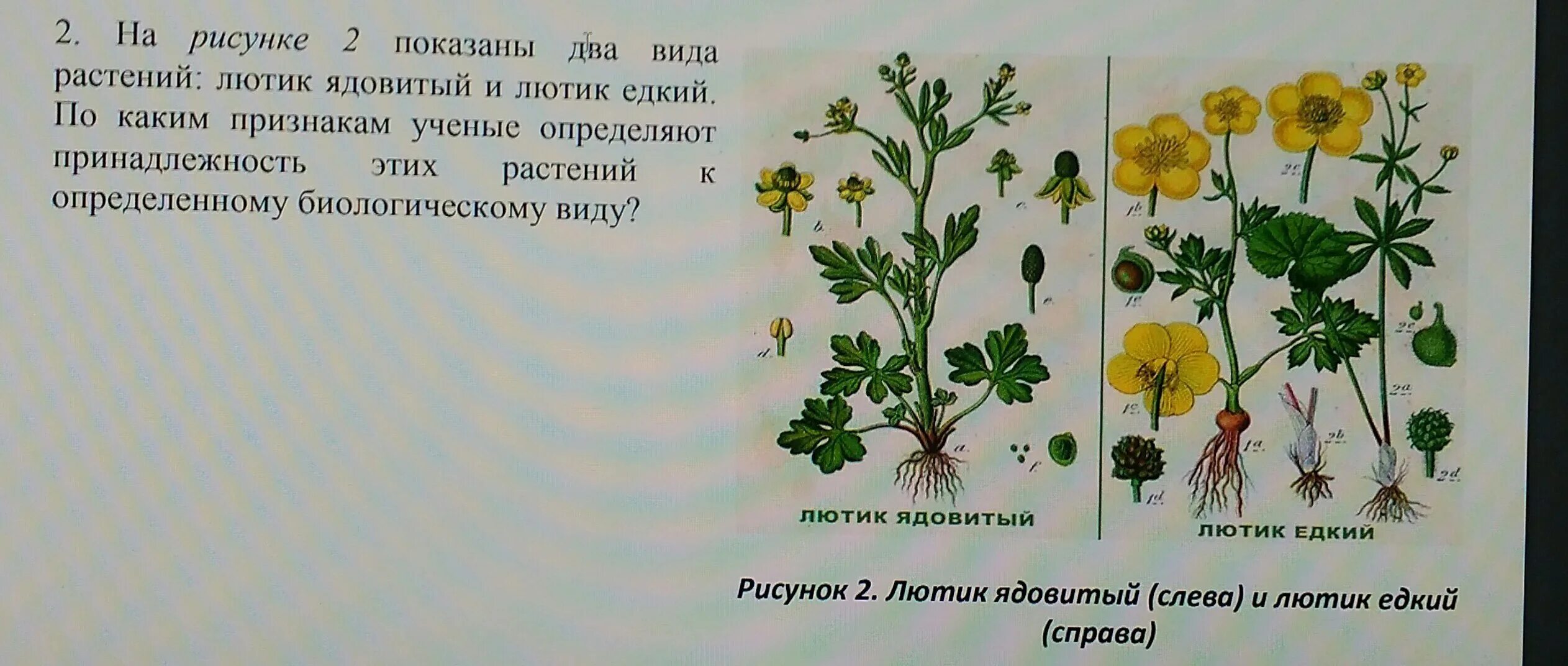 Какой тип питания характерен для лютика весеннего. Лютик едкий строение. Лютик ползучий соцветие. Лютик ботаника.