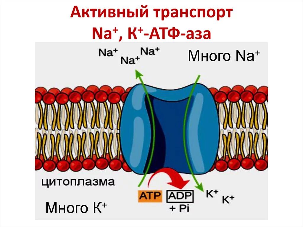 Атф na. Na k АТФАЗА биохимия. Активный транспорт. Натрий калиевый насос.