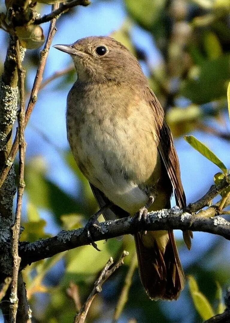 Luscinia Luscinia. Соловей обыкновенный, или Восточный – Luscinia Luscinia (l., 1758). Певчие птицы Соловей. Соловей птичка певчая.