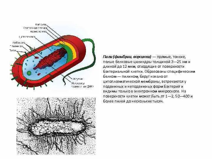 Строение бактериальной клетки пили. Пили (фимбрии, ворсинки). Структура бактериальной клетки ворсинки. Ультраструктура бактериальной клетки пили. Бактерия строение функции