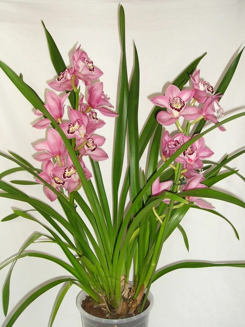 Орхидея Cymbidium. Цветок Цимбидиум. Цимбидиум Дельмонт. Фаленопсис Цимбидиум.