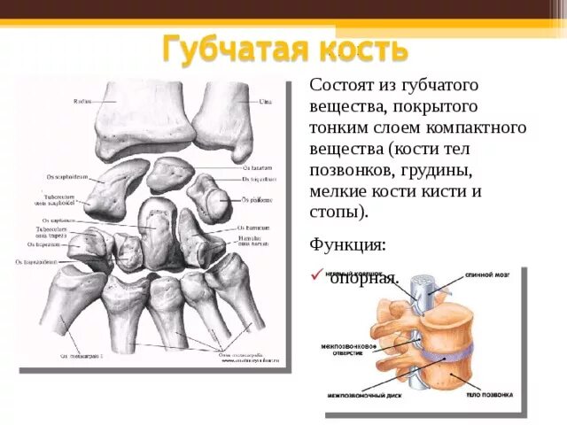 Кости запястья губчатые. Кости запястья и предплюсны губчатые. Тело позвонка губчатая кость. Губчатое вещество кости функции.