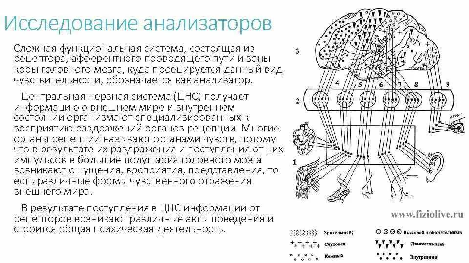 Анализатор состоит из рецепторов и проводящих. Система состоящая из рецепторов нерва и определённой зоны коры. Афферентные пути и чувствительные зоны коры рисунок. Исследование анализаторов. Функциональная система анализаторов.