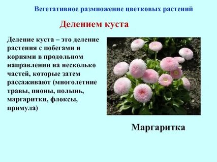 Почему многолетняя