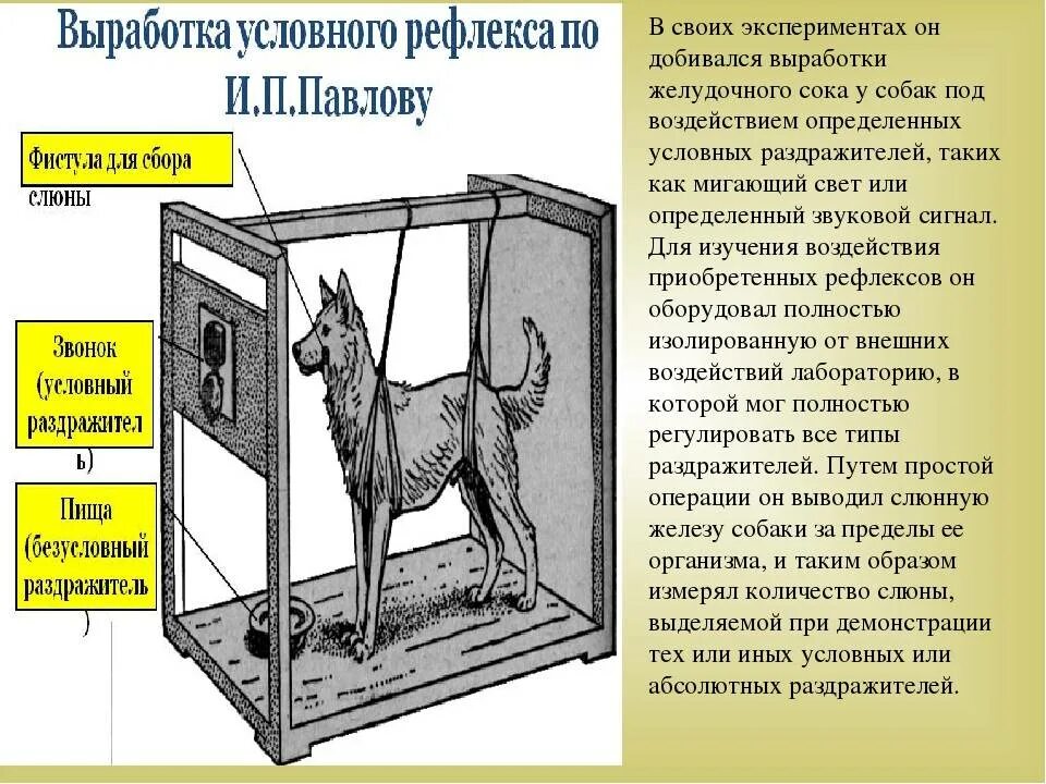 С какой целью ставят опыты. Павлов метод условных рефлексов. Опыт Павлова условный рефлекс. Собака Павлова условный рефлекс. Павлов опыты с собаками условный рефлекс.