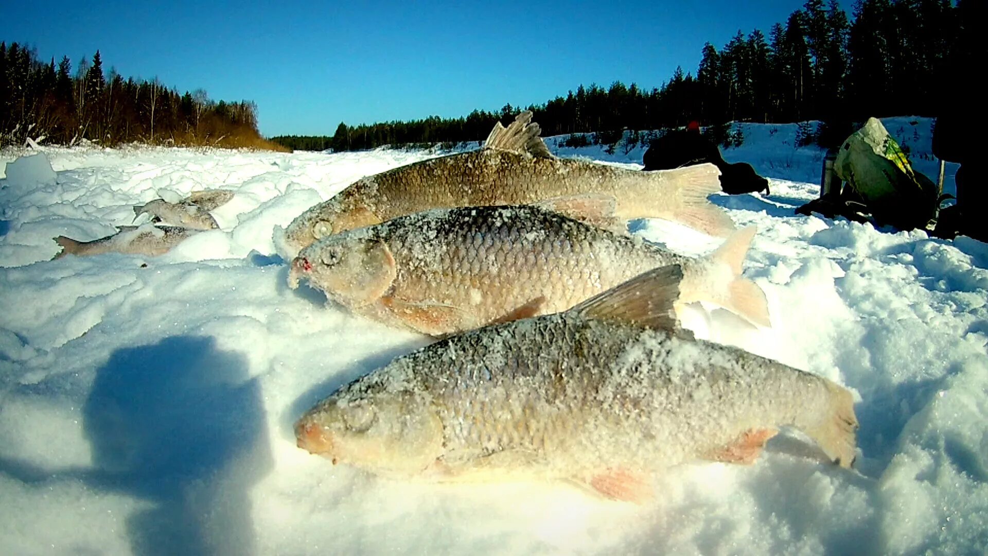 Ловля в сибири. Зимняя рыбалка в Сибири. Рыбалка в тайге зимой. Зимняя рыбалка на реке. Зимняя рыбалка в Сибир.