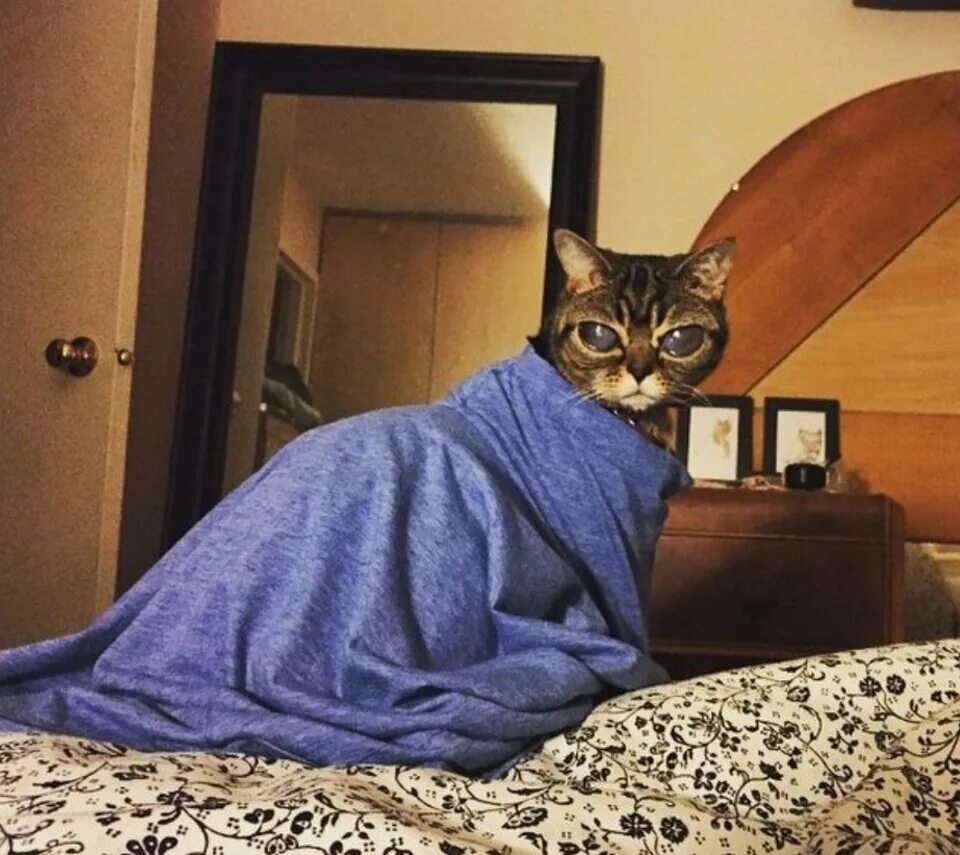 Pin de Stefan Cristian en Maos Gatos, Animales, Místico