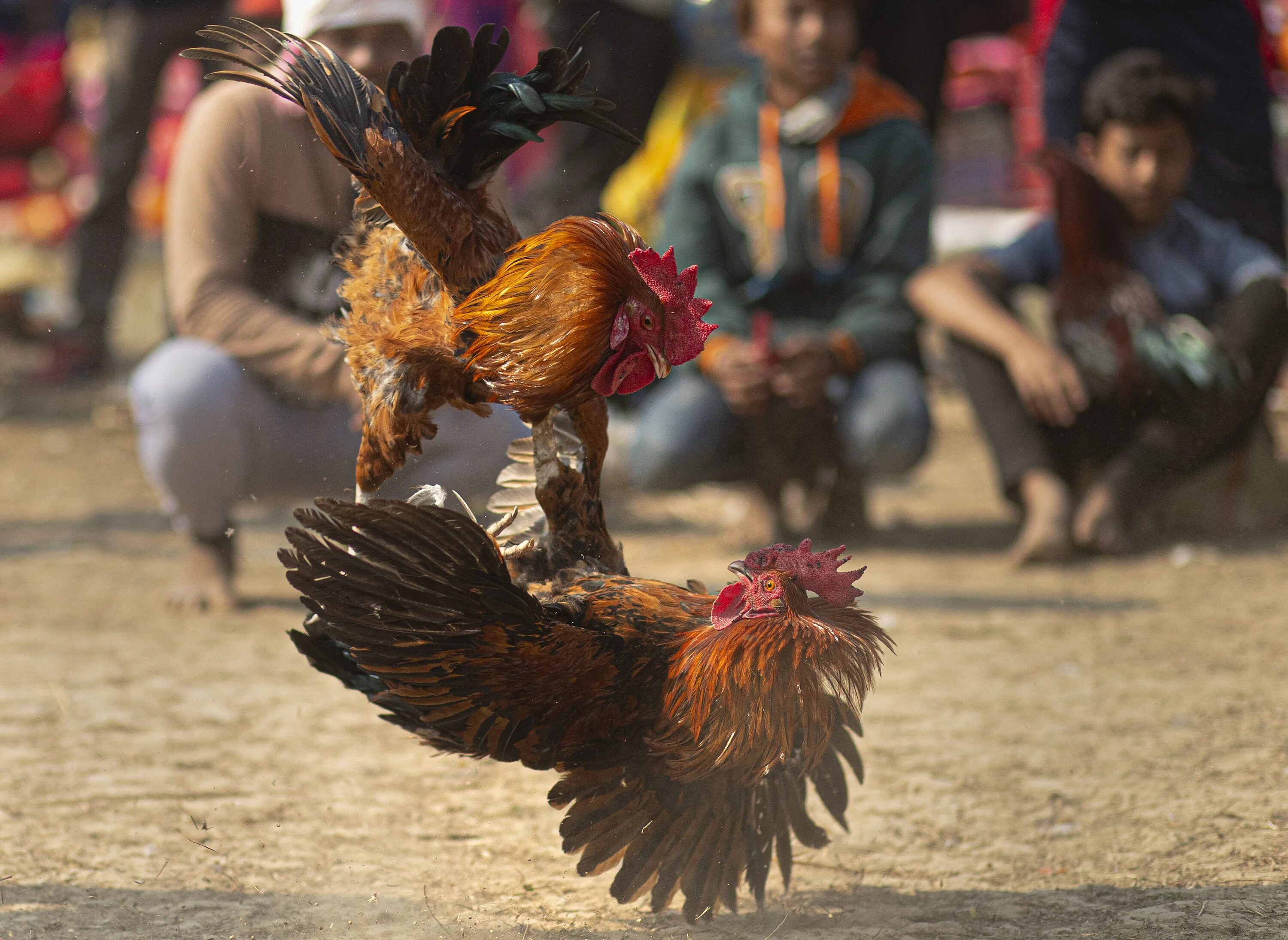 Cock fight. Боевой петух. Мексиканские петушиные бои.