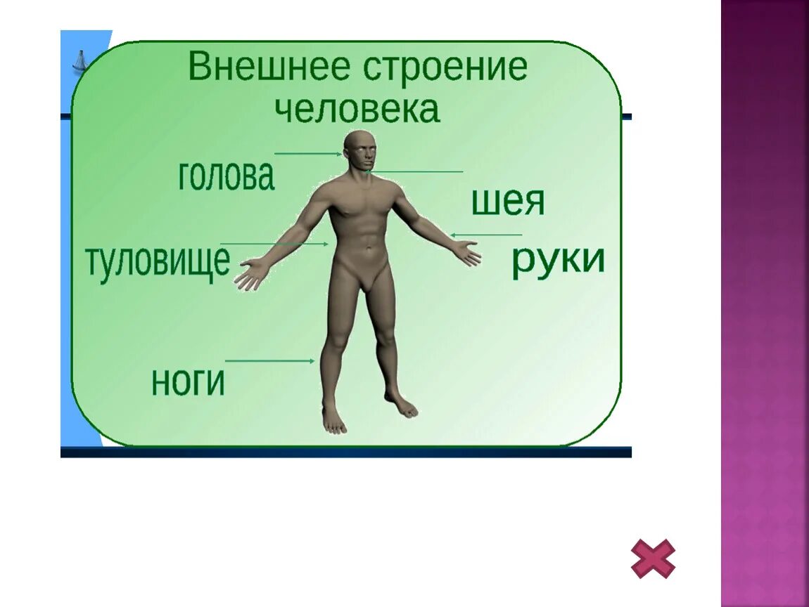 Окружающий мир 2 класс тела человека. Строение тела человека. Внешнее строение тела человека. Строение человека части тела. Внешнее и внутреннее строение человека.