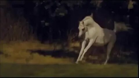 Лошадь в тик токе