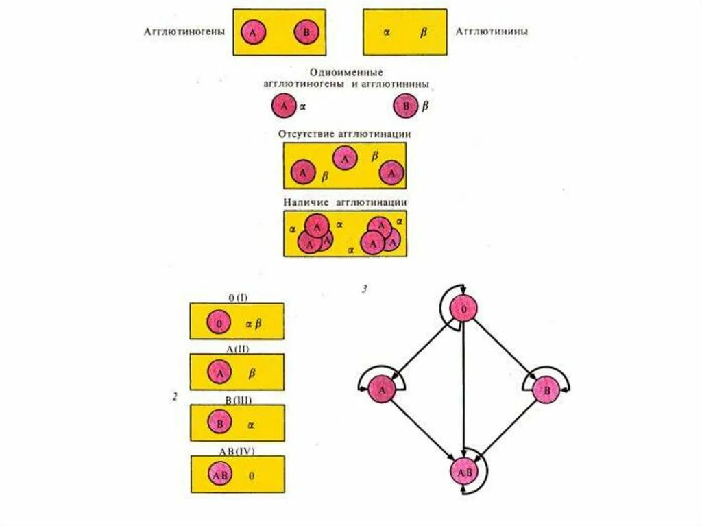 Альфа агглютинин содержится. Агглютиноген схема. Одноименные агглютиногены. Группы крови агглютиногены и агглютинины. Агглютиногены крови.