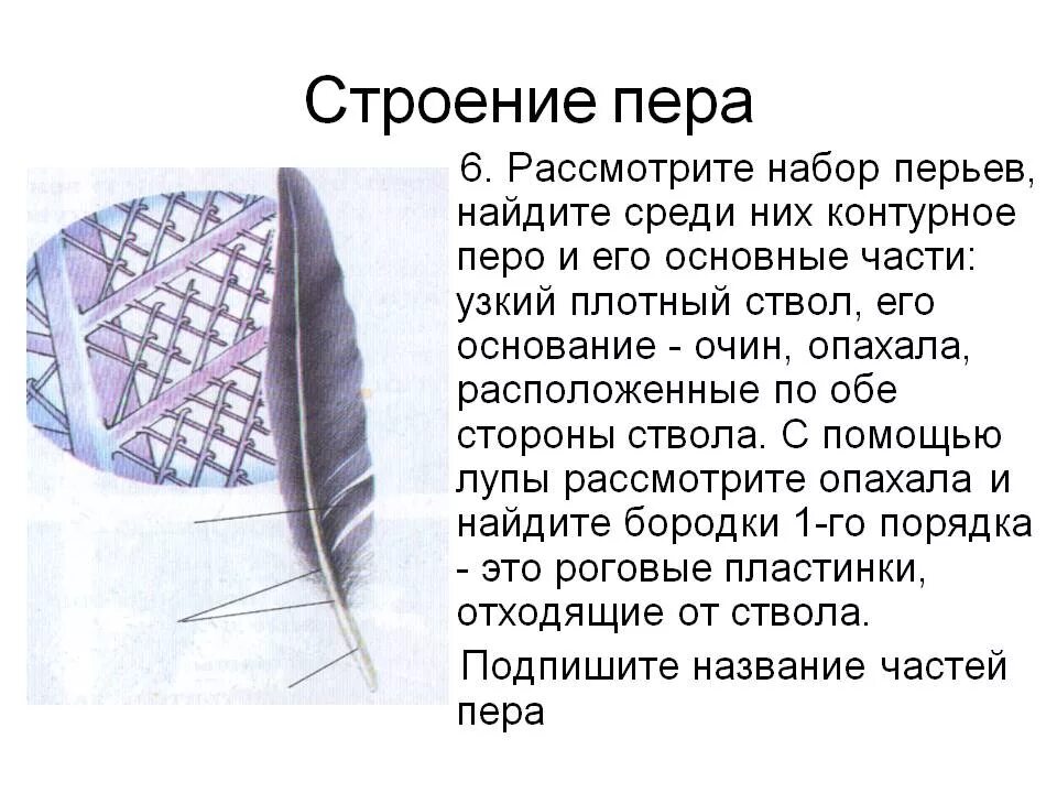 Рассмотрите набор перьев найдите среди них. Контурное перо и его основные части. Контурное перо строение и основные части. Рассмотрите набор перьев. Узкий плотный ствол контурного пера.