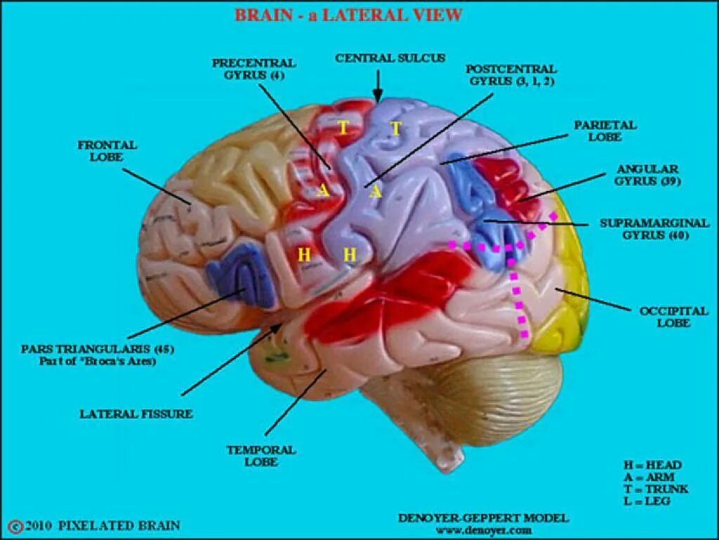 Brain 8 1. Pars triangularis мозг. Angular анатомия мозга. Скат головной мозг анатомия. Герминативный Матрикс.