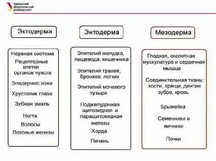 Какая ткань развита у марсилии