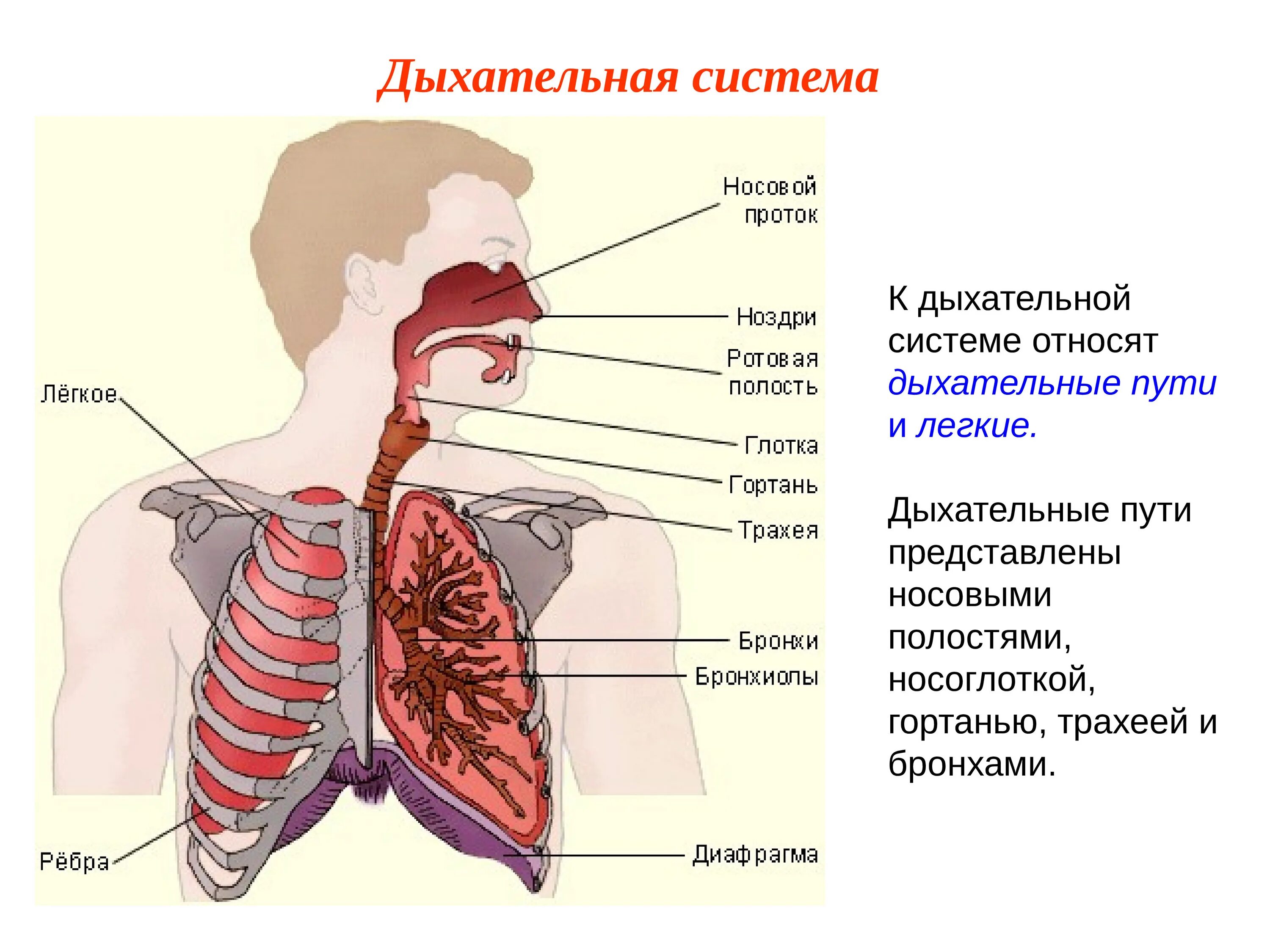 Строение дыхательной системы человека. Строение системы органов дыхания анатомия. Дыхательная система трахея анатомия. Схема дыхательных путей. Роль грудной клетки в процессе дыхания