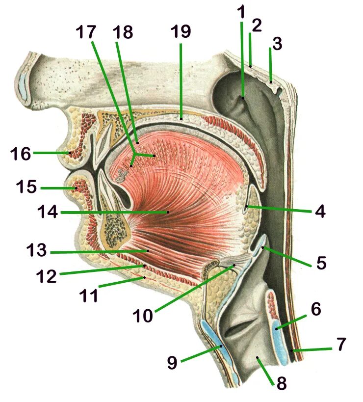 Ostium pharyngeum tubae auditivae. Spatium pharyngeum. Ostium pharyngeum tubae auditivae анатомия.