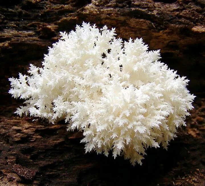 Где находится морской гриб. Ежовик коралловидный. Ежовик Герициум. Ежевик коралловый. Ежевик коралловидный систематика.