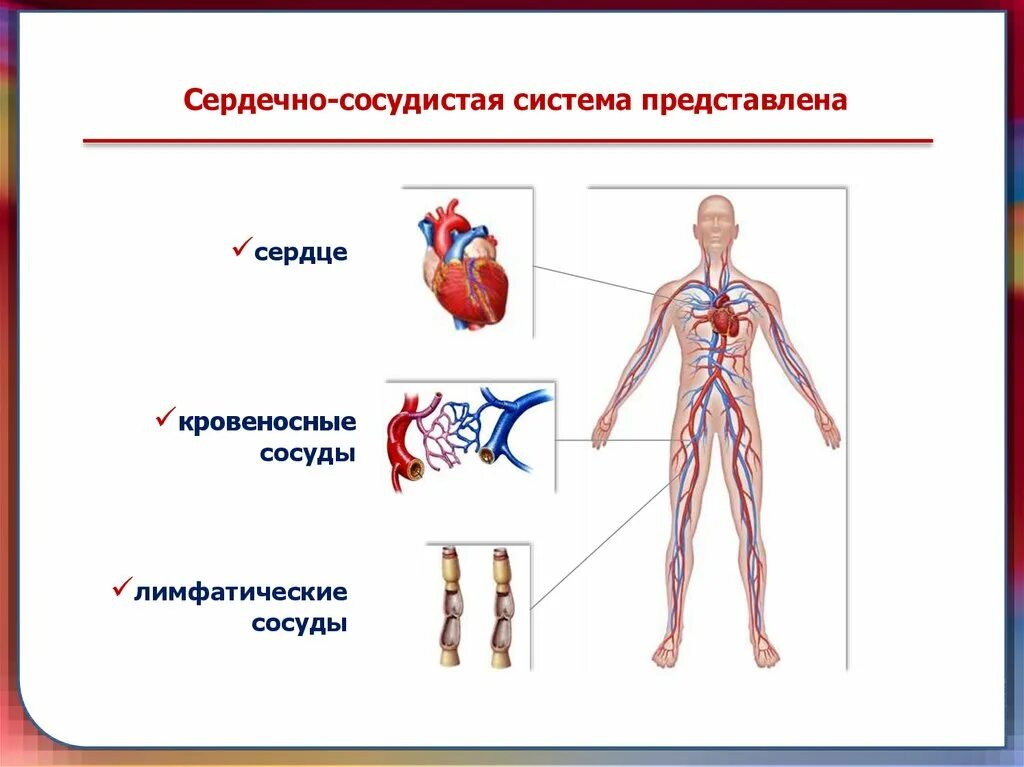 Сердце лимфатические сосуды. Из чего состоит сердечно сосудистая система. Строение сердечной системы человека. Сердечно сосудистая система строение сердца. Сердечно-сосудистая система. Сердце. Кровеносные сосуды..