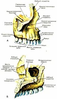 Верхняя челюсть глазничная поверхность