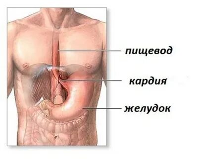 Где находится пищевод