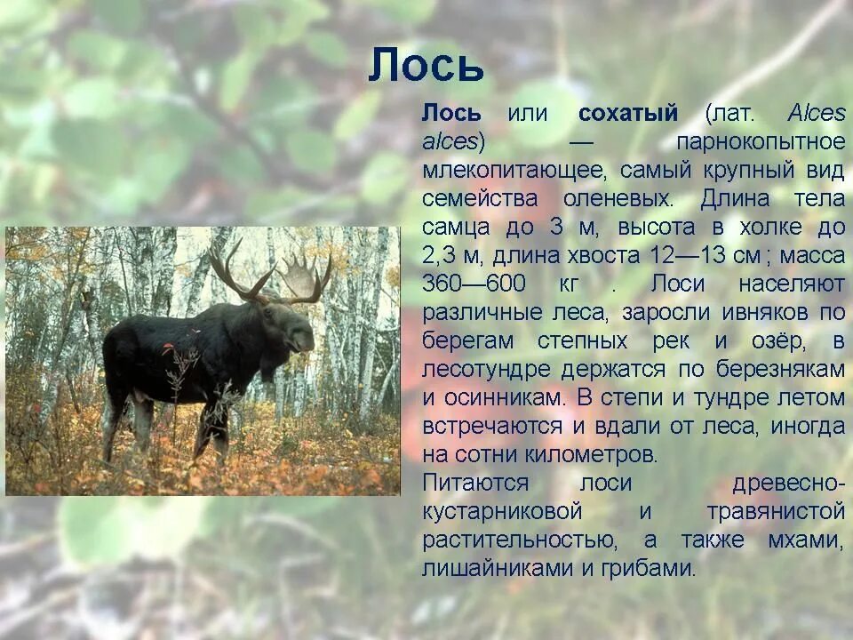 Лось описание. Текст описание лося. Лось краткое описание. Лось для детей. Интересная информация о лосе.
