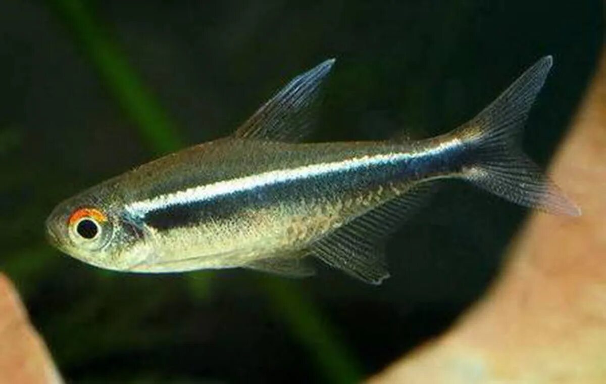 барбусы аквариумные рыбки. черный барбус. барбус черный (puntius nigrofasciatus). барбус суматранский черный. барбус суматранский черный.