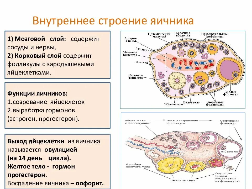Строение и функции яичников. Яичники строение и функции. Анатомическое строение яичников. Внутреннее строение яичника анатомия.