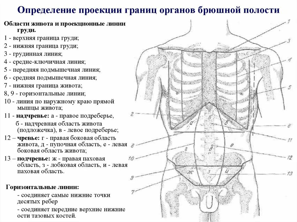 Схема где находится. Области передней брюшной стенки живота проекция органов. Анатомия человека правая подвздошная область. Топография передней брюшной стенки схема. Голотопия брюшной полости.