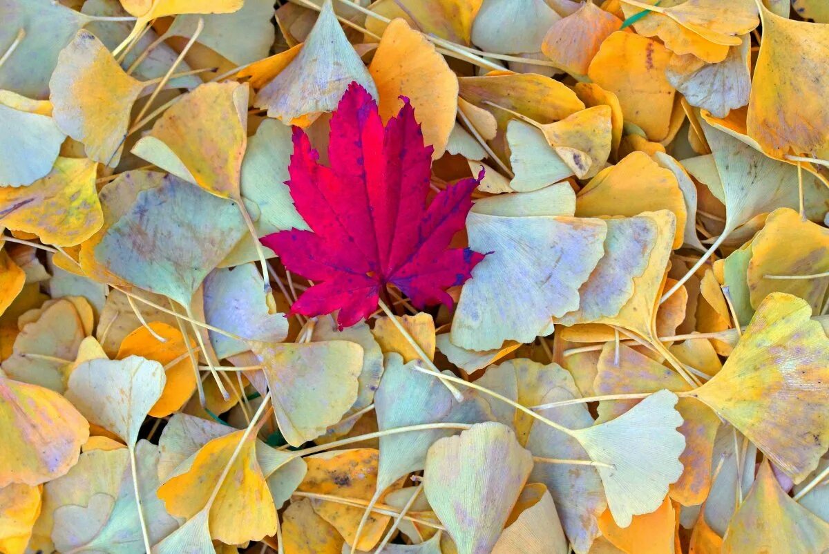 Лист осени фото. Осенние листья. Разноцветные листья. Листья осенью. Осенние листочки.