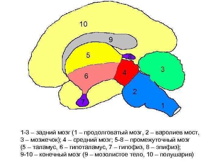 Продолговатый мозг,мост,средний мозг, мозжечок,промежуточный. Отделы мозга продолговатый задний средний промежуточный конечный. Продолговатый мозг средний мозг промежуточный мозг. Промежуточный мозг мост мозжечок средний мозг промежуточный мозг.