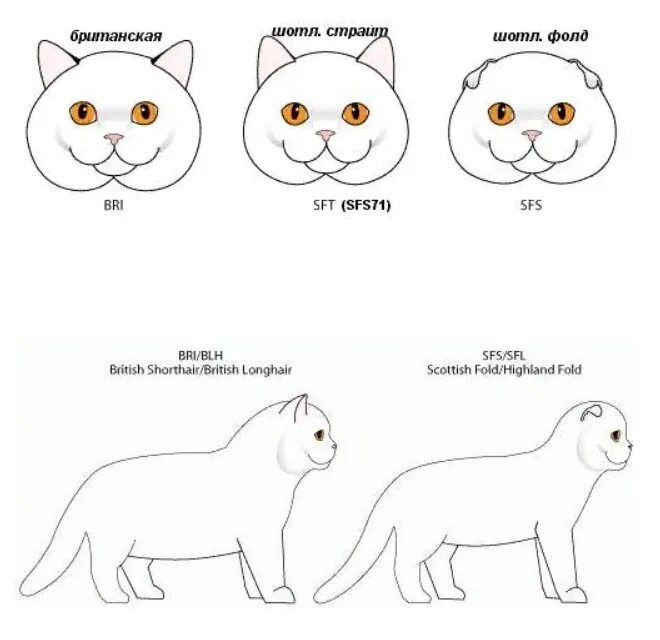 Различия кошек. Отличие шотландца от британца кота. Скоттиш фолд отличие от британца. Как отличить британца от шотландца кошки. Шотландская вислоухая кошка и Британская отличия.