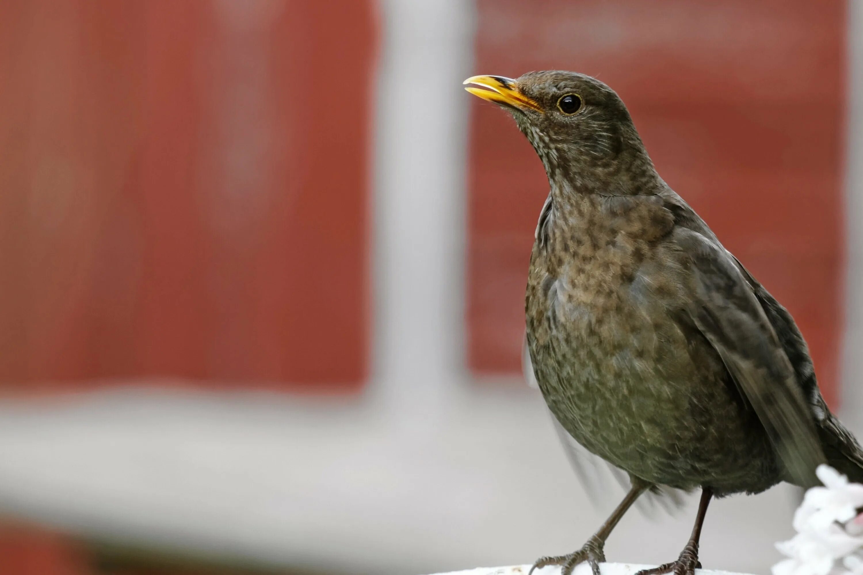 Turdus Merula самка. Черный Дрозд птица самка. Дрозд крапивник. Коричневый Дрозд с желтым клювом. Птицы с желтым клювом фото