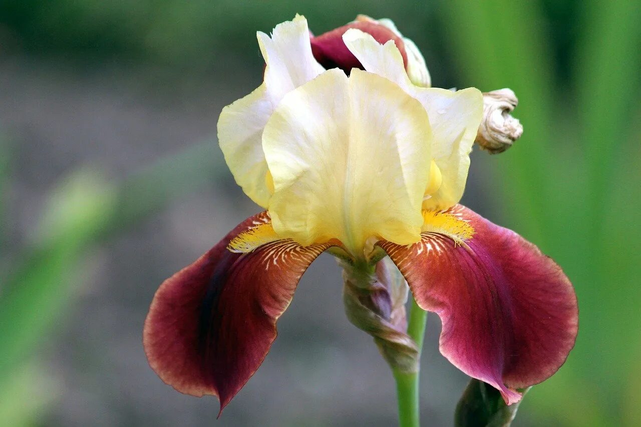 Iris des