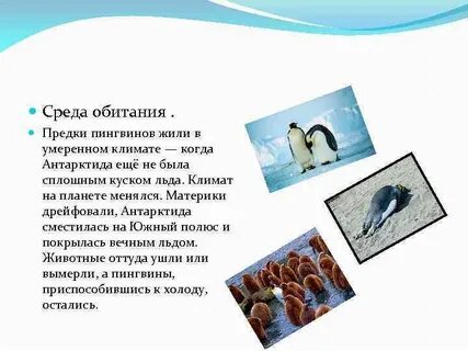 Приспособление пингвинов