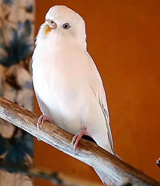 волнистый попугай альбинос. белый попугай альбинос. белый волнистый попугай. попугайчик волнистик белый. белый волнистый попугай.