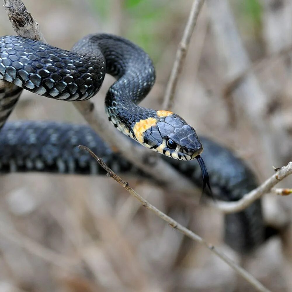 Смея уж. Змея уж обыкновенный. Обыкновенный уж natrix natrix. Смея уж. Обыкновенный уж.