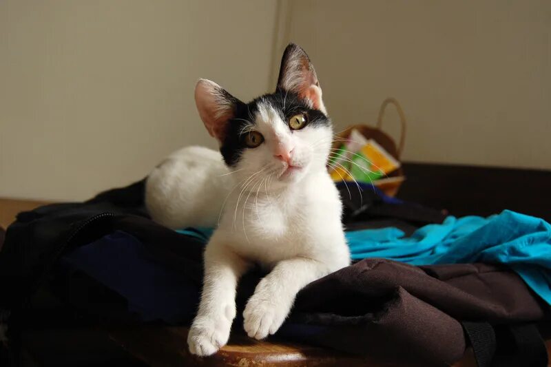 Кошка мушка