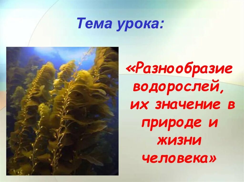 Водоросли урок