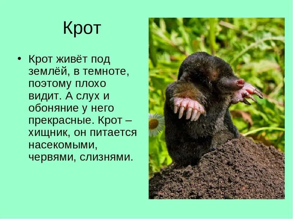 Рассказ о кроте 2 класс. Крот описание 4 класс кратко. Рассказ про крота 1 класс. Сообщение о кроте.